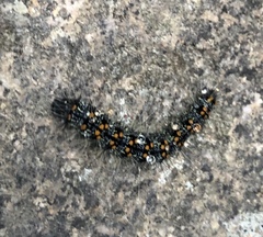 Inopsis modulata