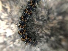 Inopsis modulata