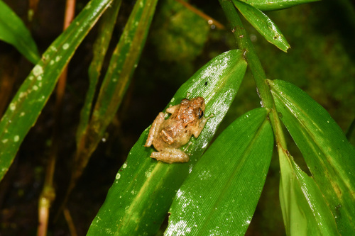 Pristimantis orpacobates