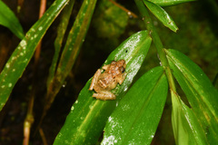 Pristimantis orpacobates