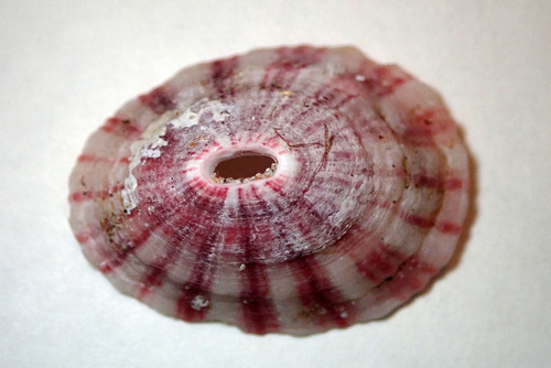 Volcano Keyhole Limpet