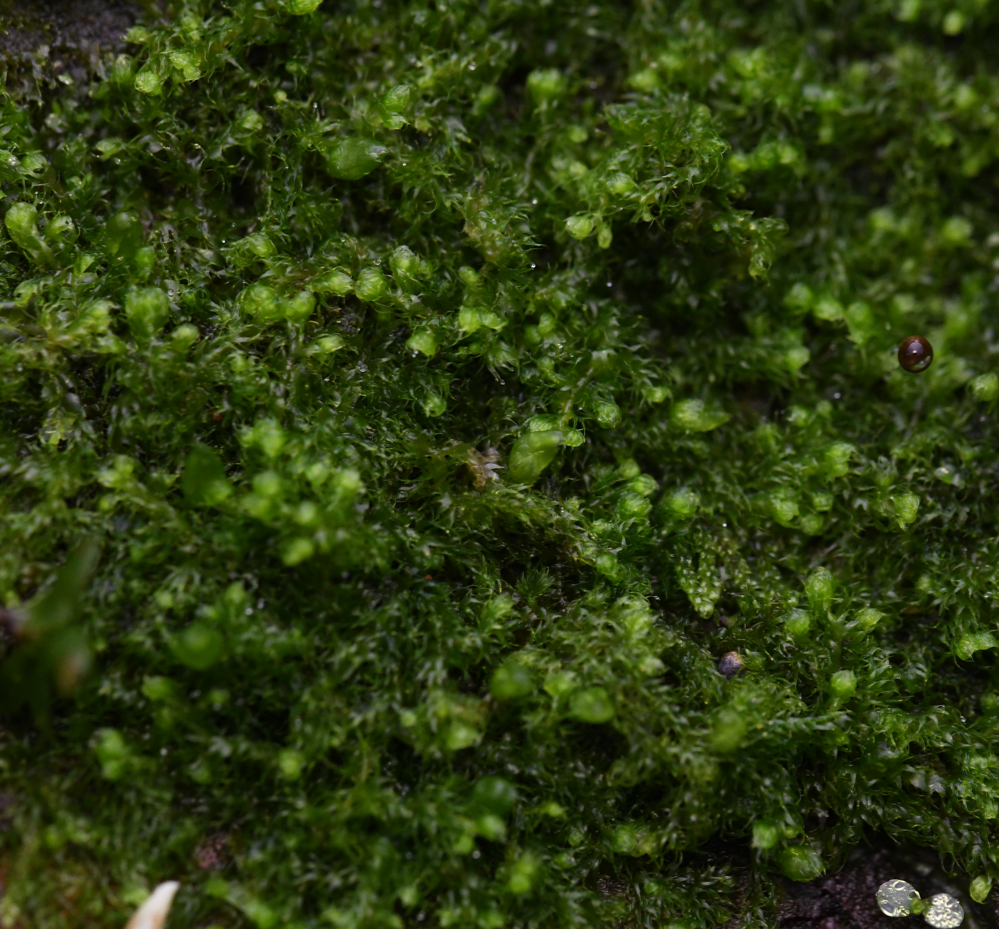 Image of Ptilidium californicum by no rights reserved