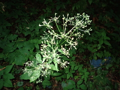 Aegopodium podagraria