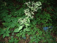 Aegopodium podagraria