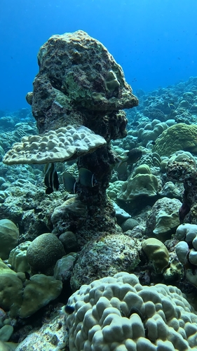 Red-tailed Butterflyfish — seen at this dive site