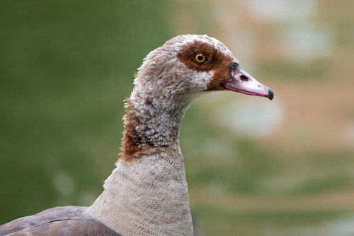 Foto de Egyptian Goose
