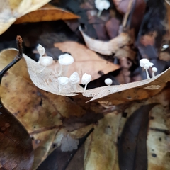 Fungi
