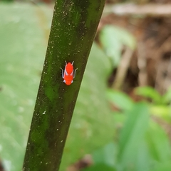 Cicadellidae