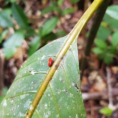 Cicadellidae