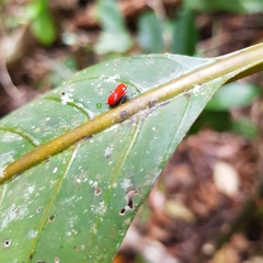 Cicadellidae