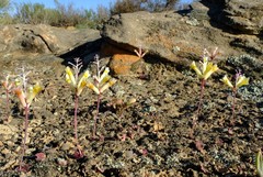 Lachenalia trichophylla