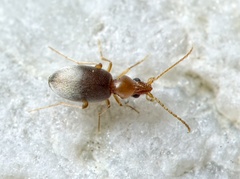 Mecynotarsus serricornis