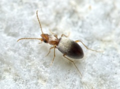 Mecynotarsus serricornis