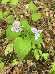 Viola rostrata