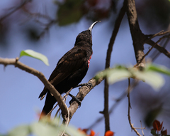 Chalcomitra senegalensis
