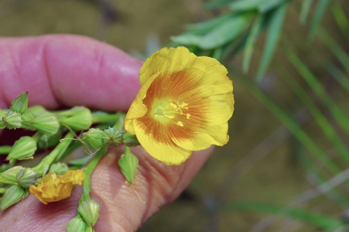 Stiffstem flax (Linum rigidum)