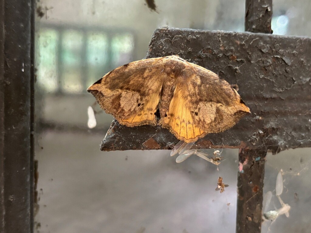 Artemisana thelda