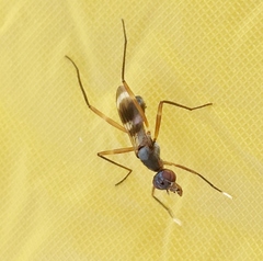 Taeniaptera trivittata