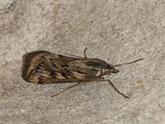 Loxostege cereralis