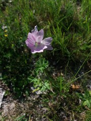 Malva moschata