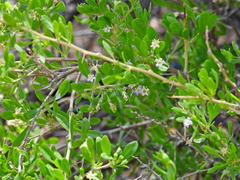 Lycium torreyi
