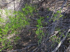 Lycium torreyi, photograph (c) Spencer Hurt, some rights reserved (CC BY)