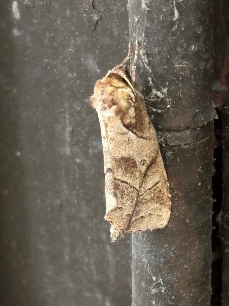 Ogovodonta