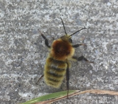 Bombus muscorum