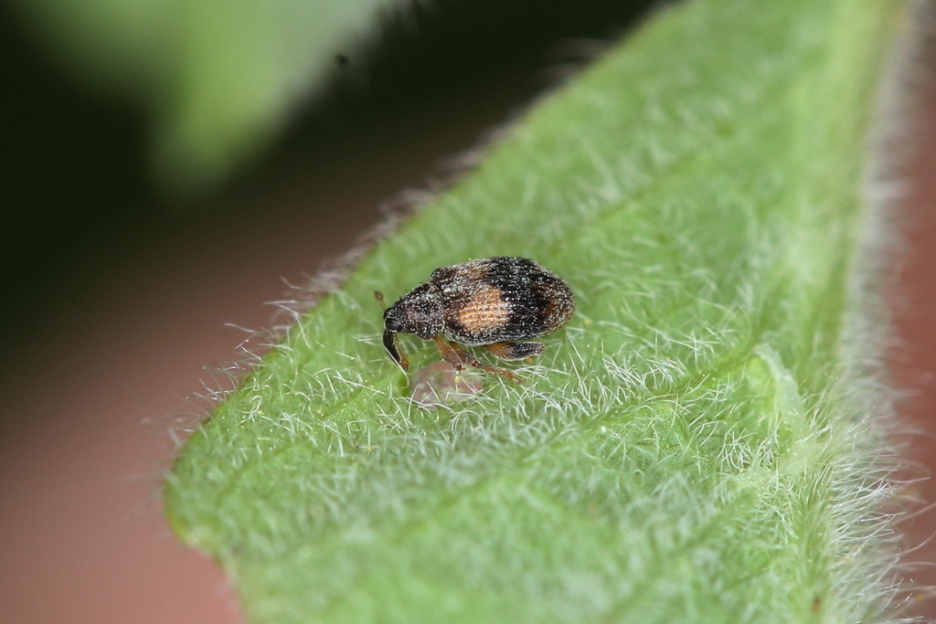 Rhynchaenus xylostei