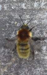 Bombus muscorum