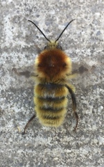 Bombus muscorum