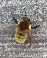 Bombus muscorum