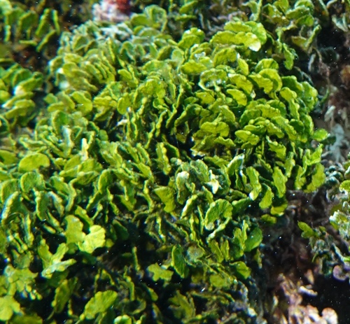 Halimeda opuntia observed 2025-05-03