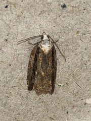 Acleris variana