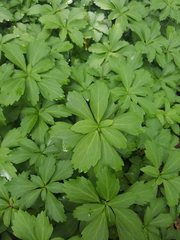 Pachysandra