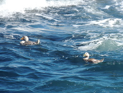 Tachyeres leucocephalus