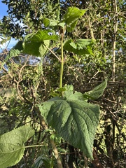Ageratina apollinairei