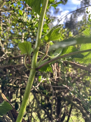 Ageratina apollinairei, photograph 3
