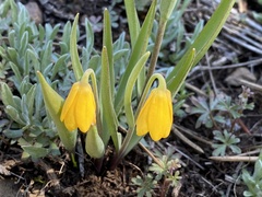 Fritillaria pudica