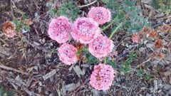 Eriogonum latifolium