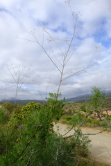 Anginon paniculatum