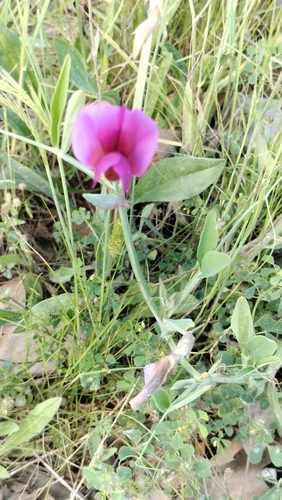 Image of Lathyrus tingitanus by (c) Nico Hernandez, some rights reserved (CC BY)