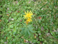 Hieracium umbellatum