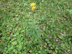 Hieracium umbellatum