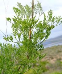 Anginon paniculatum