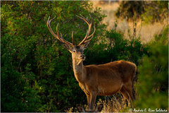 Cervus elaphus elaphus