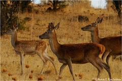 Cervus elaphus elaphus