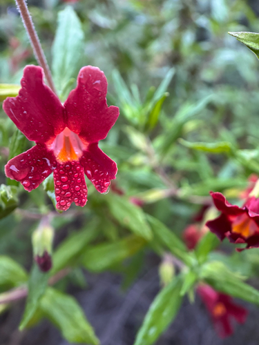 Santa Susana Monkeyflower (Diplacus rutilus)