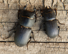 Lesser Stag Beetle