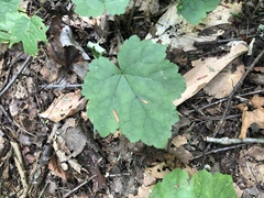 Tiarella stolonifera